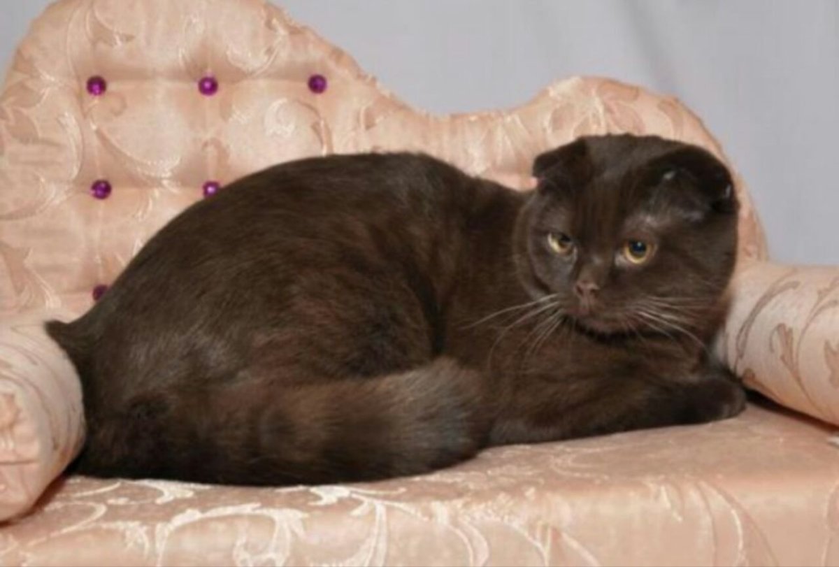 Шотландский скоттиш фолд вислоухий шоколадный