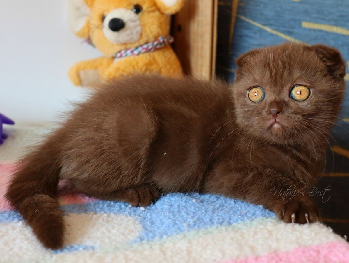 Шотландский скоттиш фолд вислоухий шоколадный