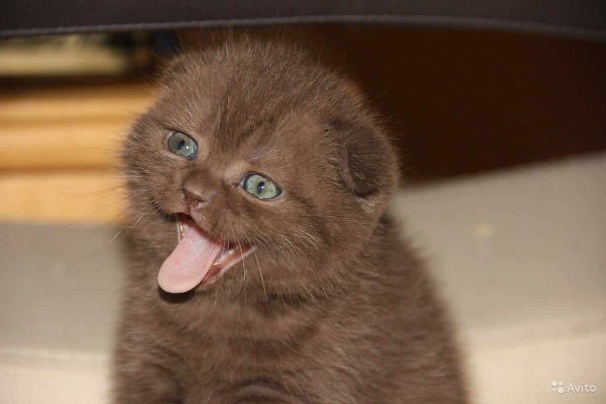 Шоколадный шотландский вислоухий котенок