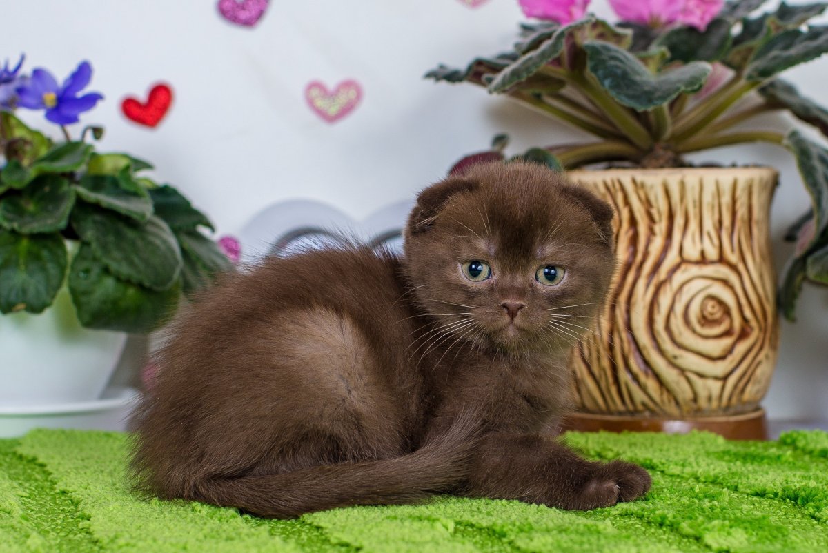 Шотландский скоттиш циннамон