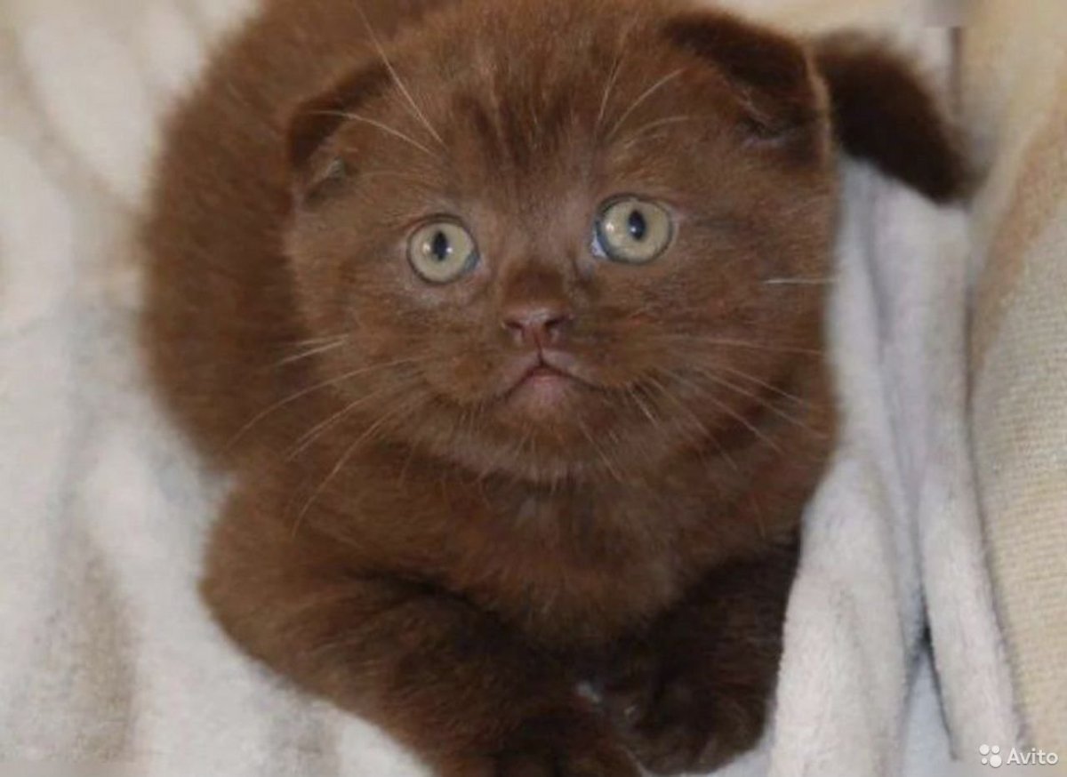 Скоттиш фолд циннамон