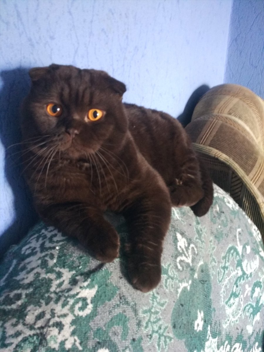 Скотишфолд шоколадный вислоухий