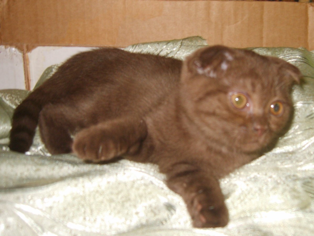 Шотландская шоколадная кошка