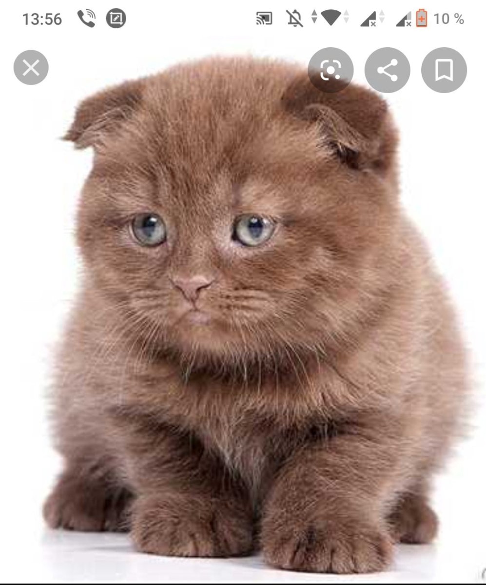 Шоколадный британец вислоухий