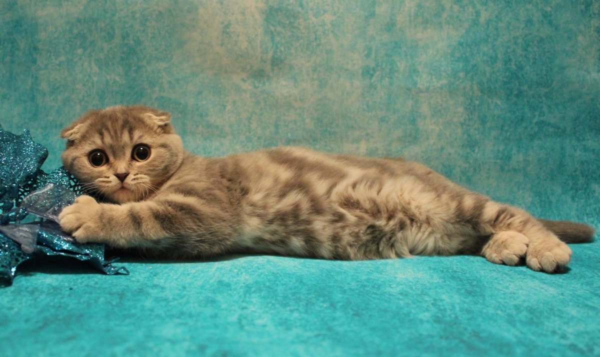 Скоттиш-фолд Шотландская вислоухая