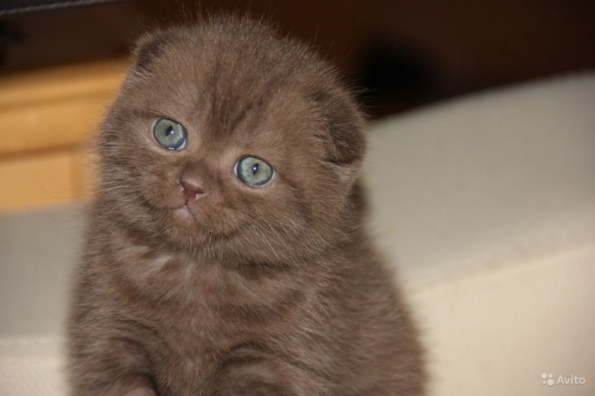 Циннамон шотландец вислоухий