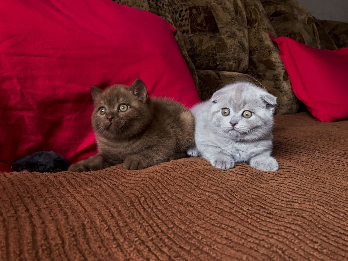 Скоттиш-фолд Шотландская шоколадная