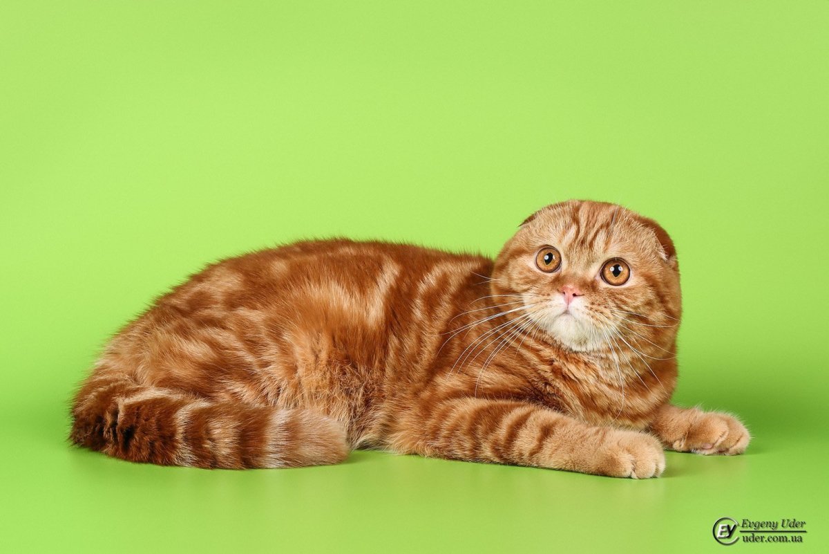 Шотландская вислоухая кошка красный мрамор