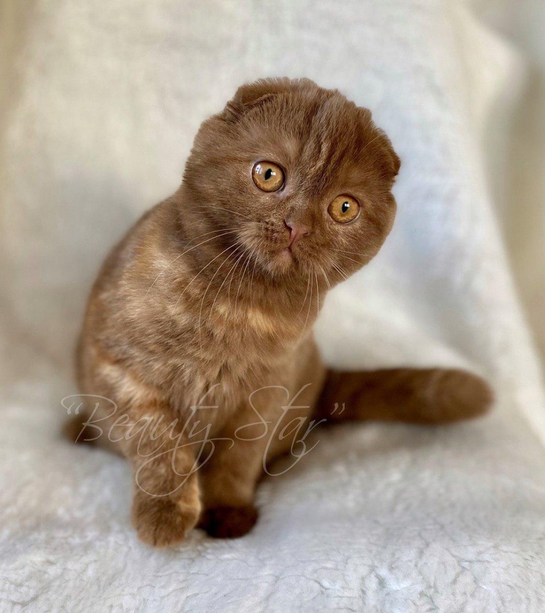 Шотландская вислоухая кошка