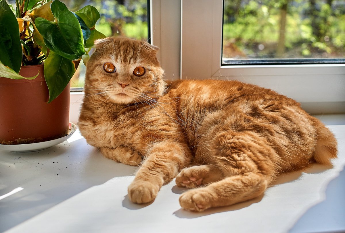 Шотландская вислоухая кошка рыжая в позе Будды