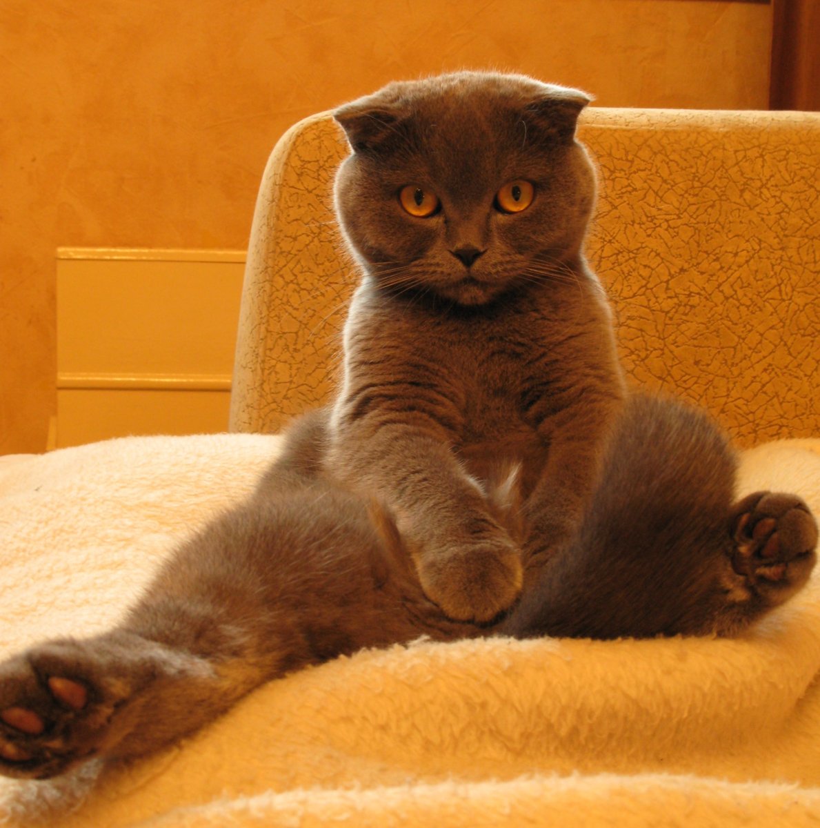 Фирменные позы у шотландских кошек