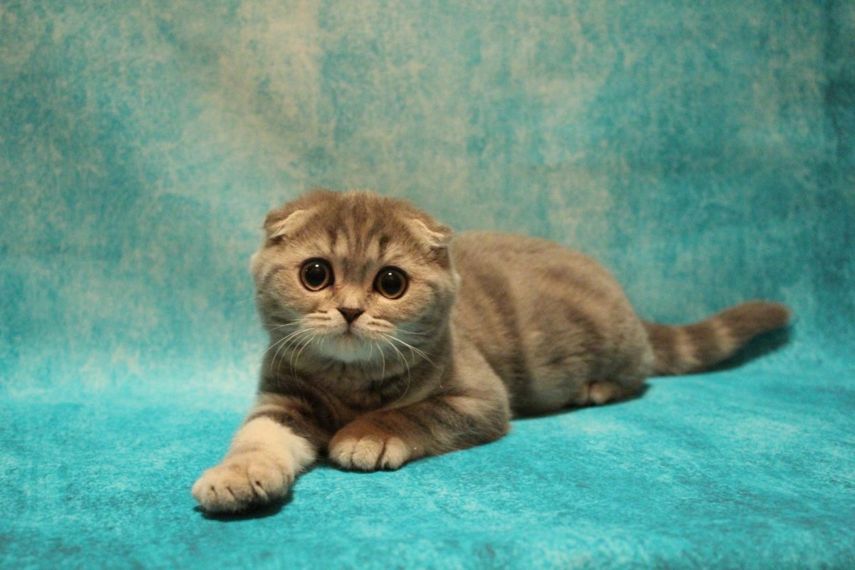 Скоттиш-фолд Шотландская вислоухая хвост