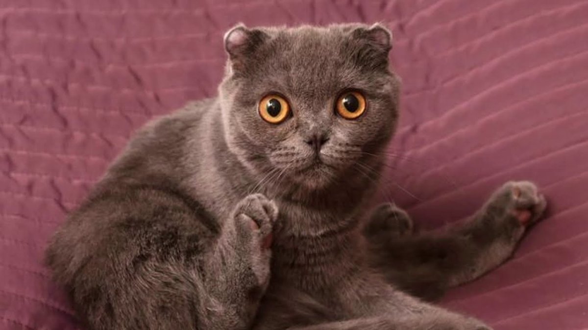 Остеохондродистрофия шотландских вислоухих кошек