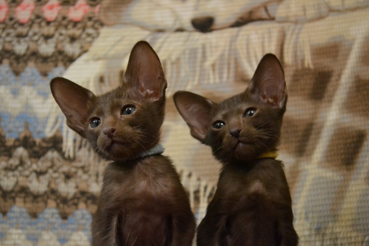 Ориентальный кот Тверь