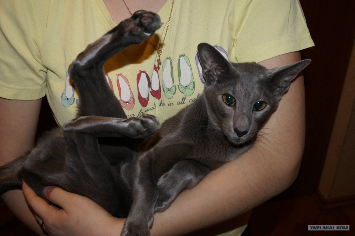 Ориентальная кошка (Ориентал)