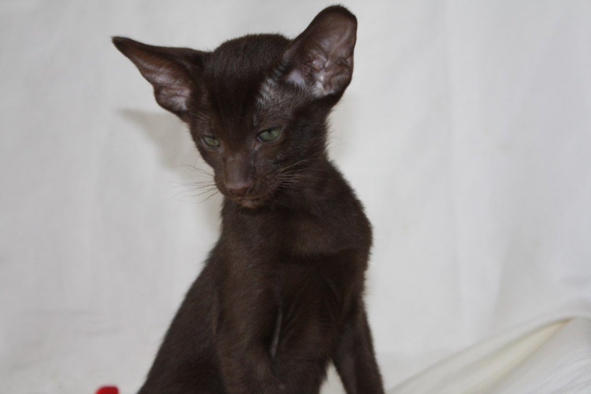 Светлая Гавана окрас у ориенталов