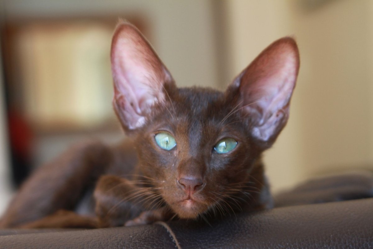 Ориентальчики фото