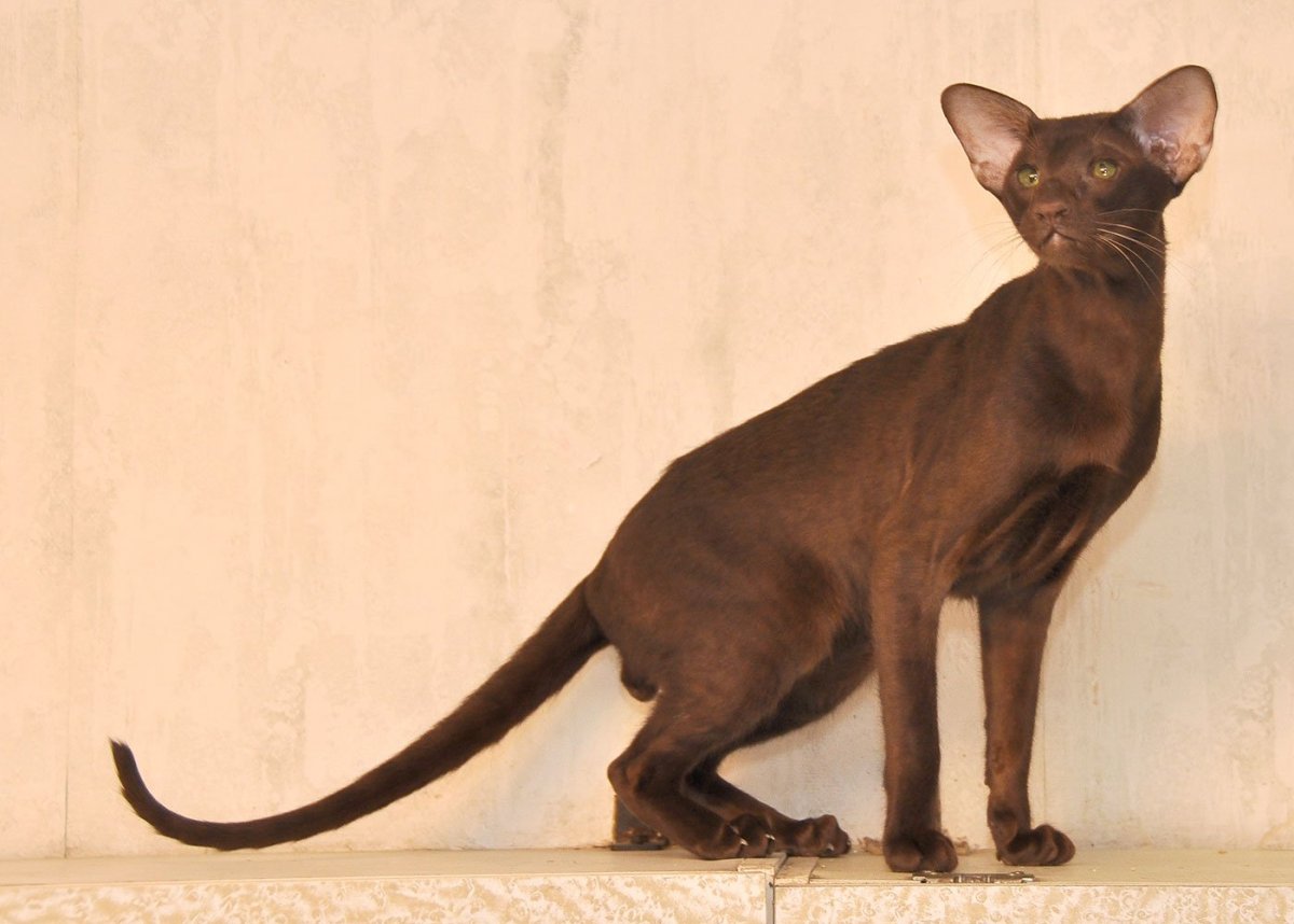 Американская Гавана Браун