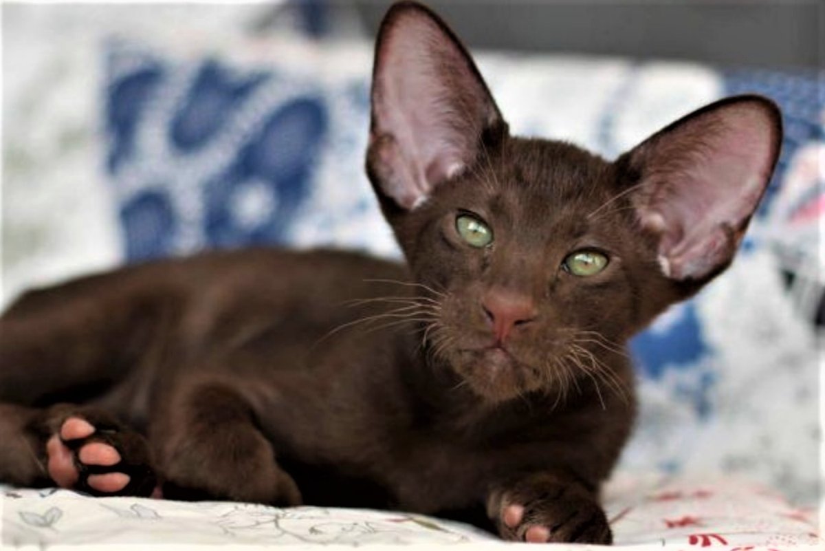 Шоколадная черепаха Ориентал