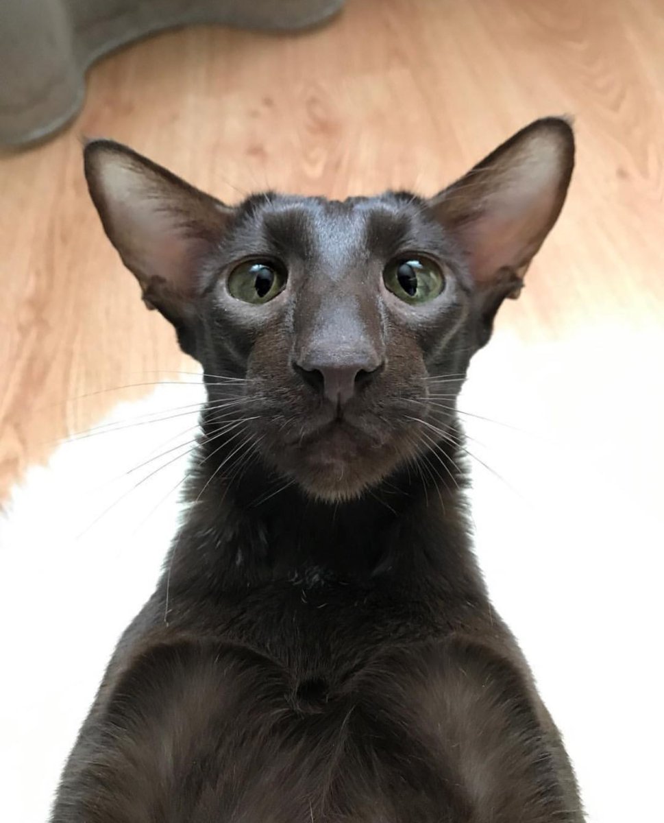 Ориентальная кошка шоколадная