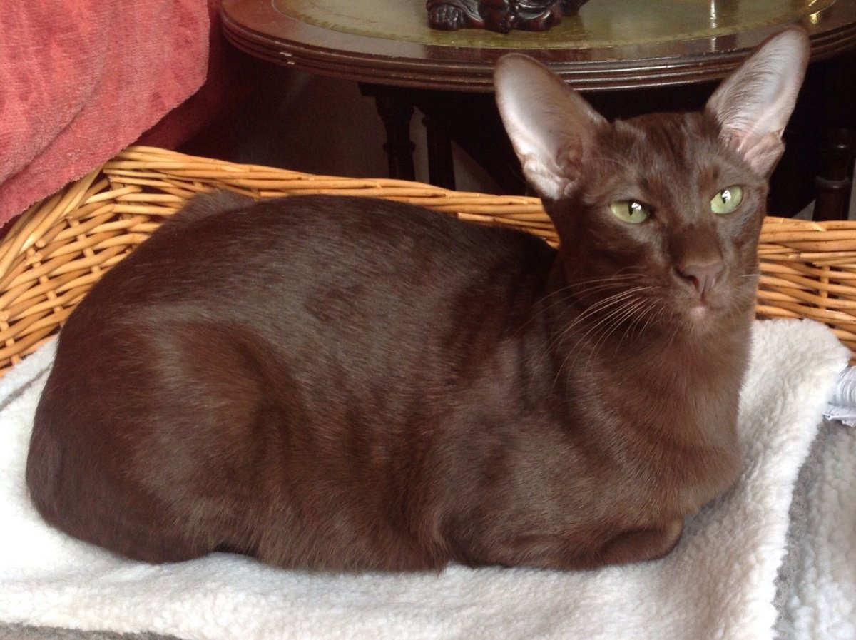 Грузинская порода кошек Ориентал