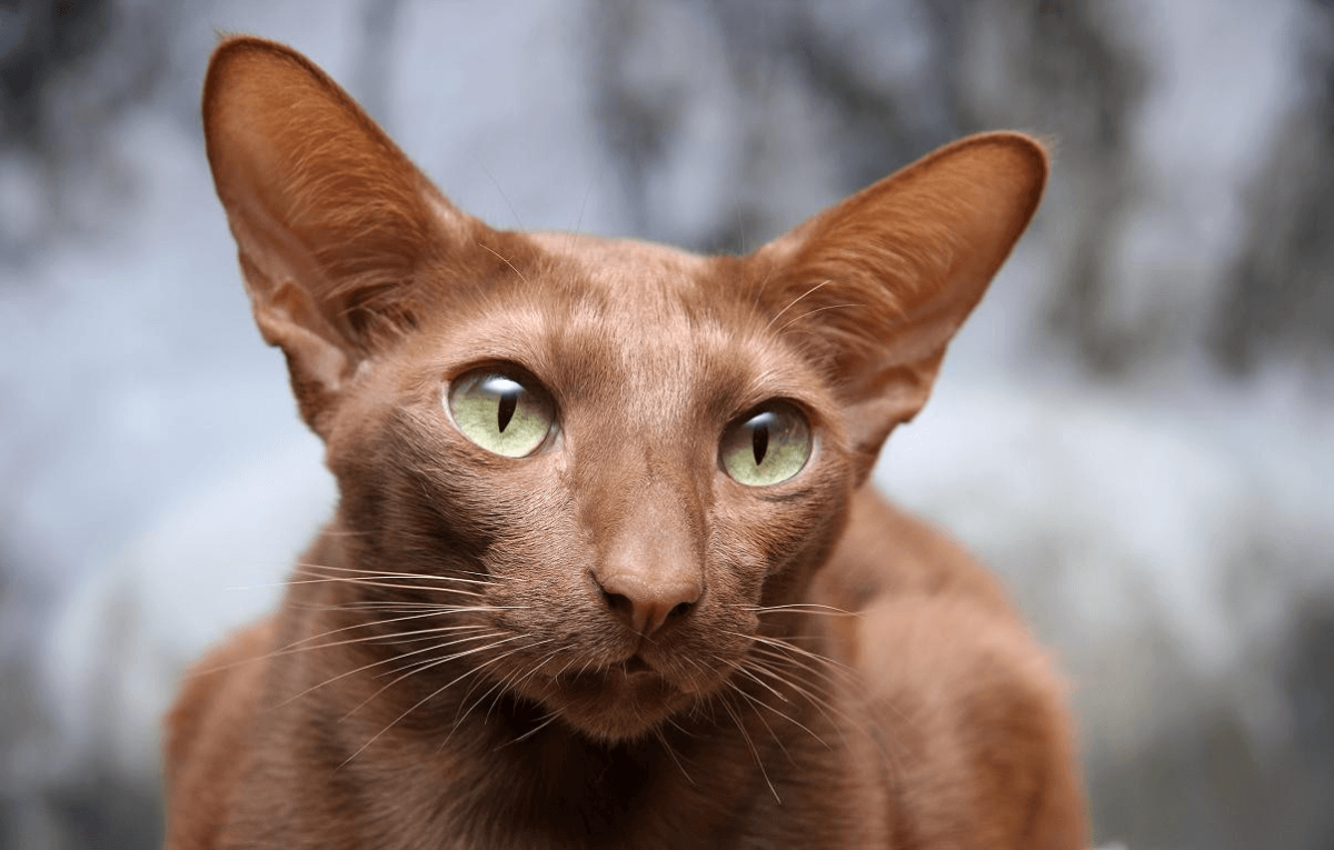 Кошки-Балинез, Ориентал, рекс, Петерболд