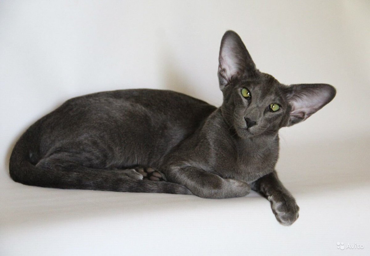 Ориентальный голубой экстрим