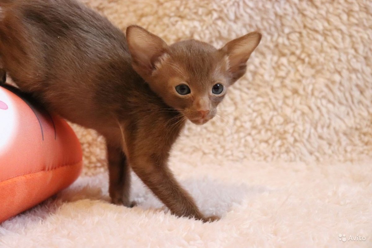 Ориентальная кошка рыжая