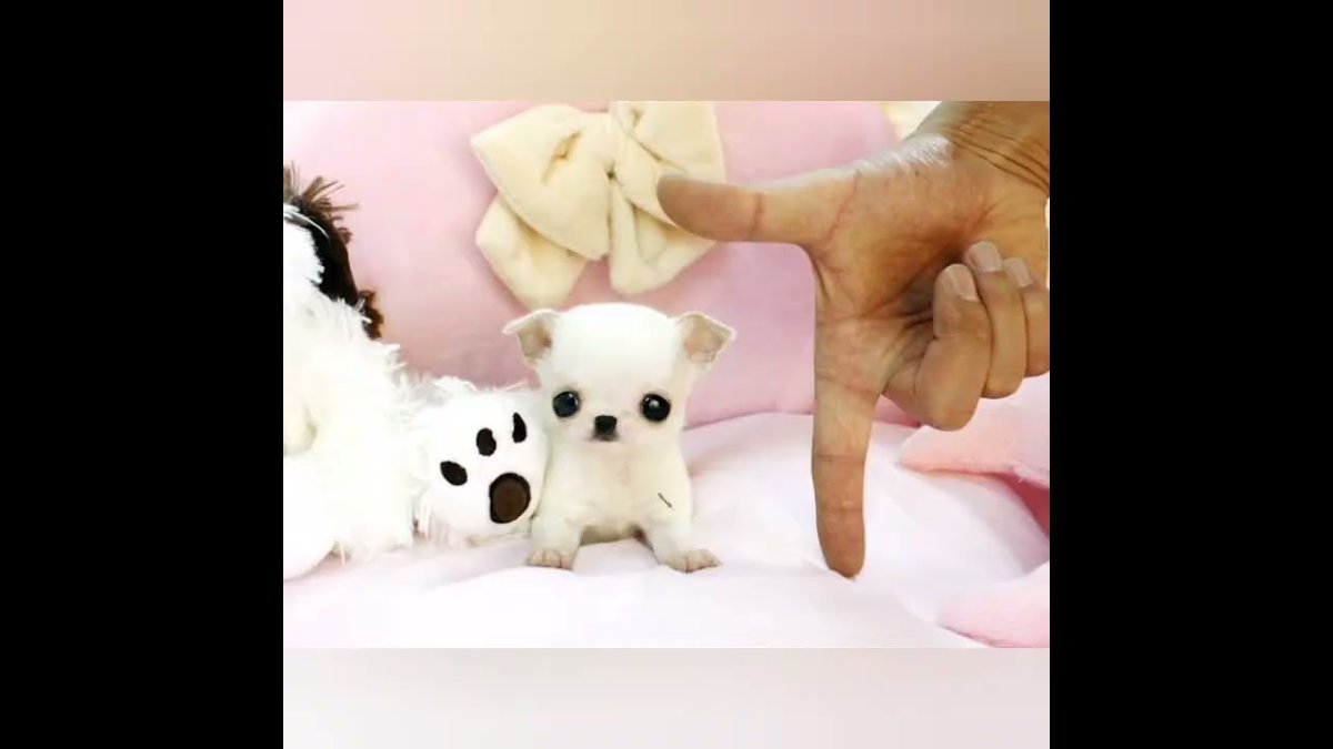 Чихуахуа длинношерстные пушистые