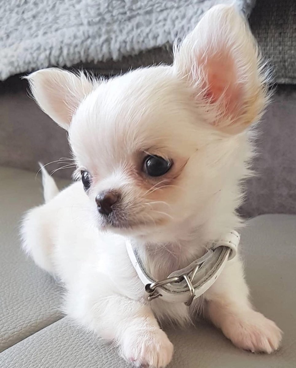 Красивые маленькие собачки