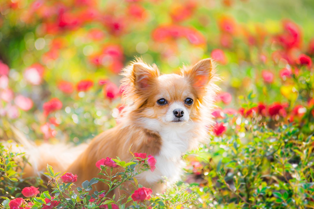 Маленькая собака чихуахуа