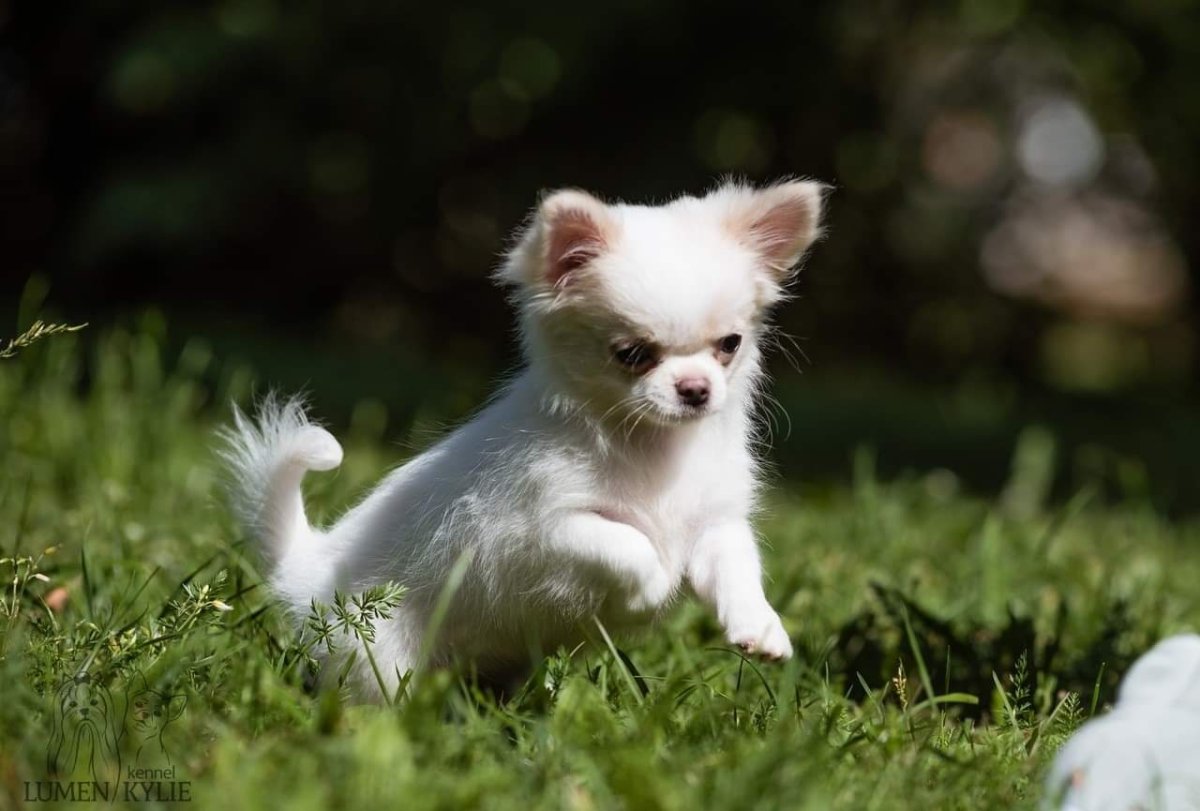 Чихуахуа Хуа злая