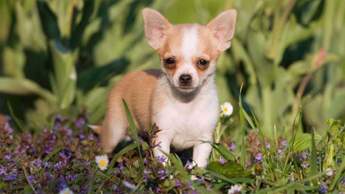 Чихуахуа пушистые