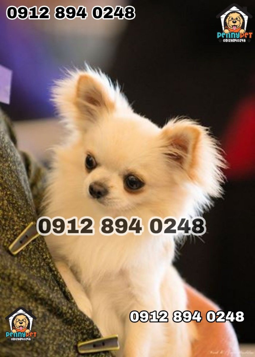 Чихуахуа Пуппи