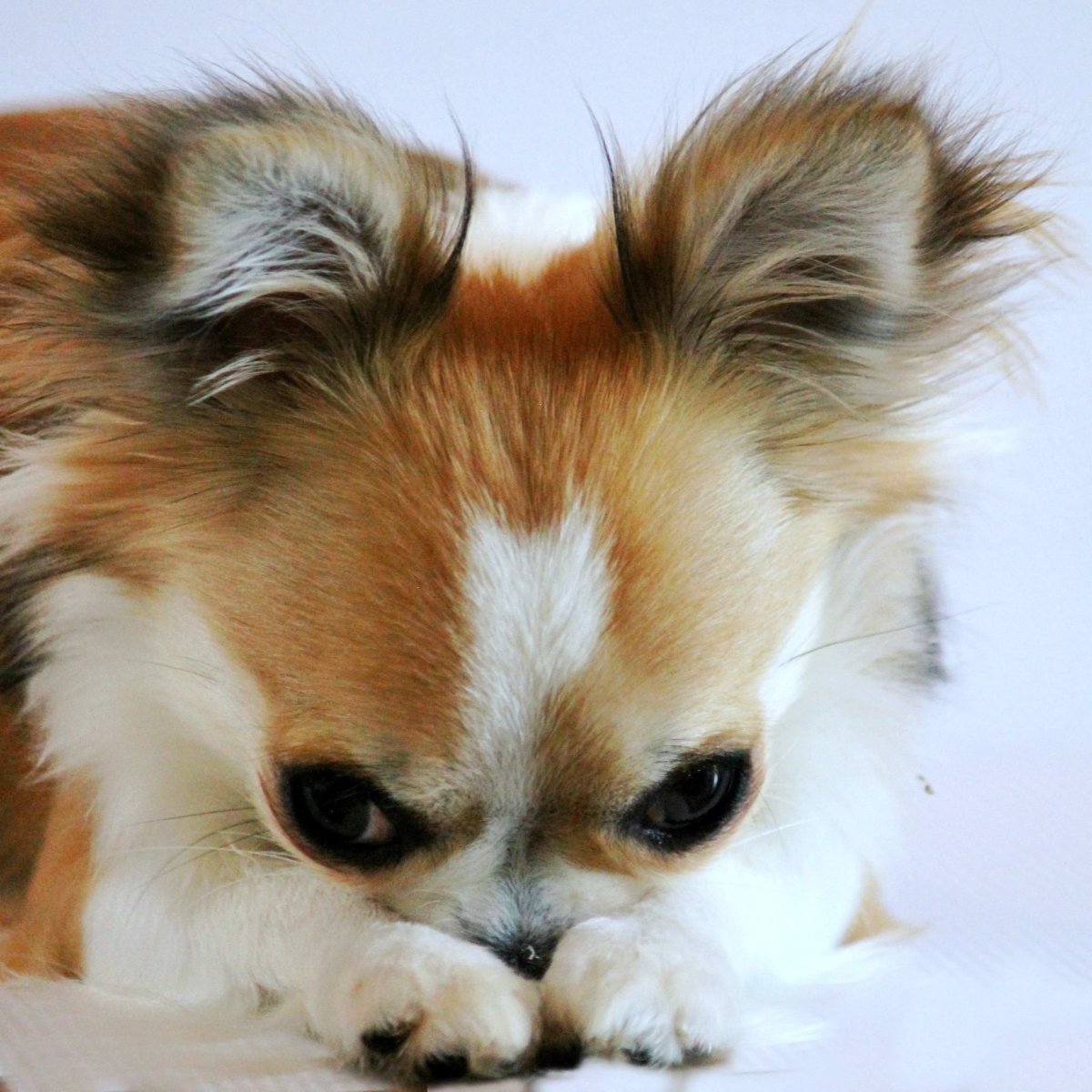 Чихуахуа пушистые