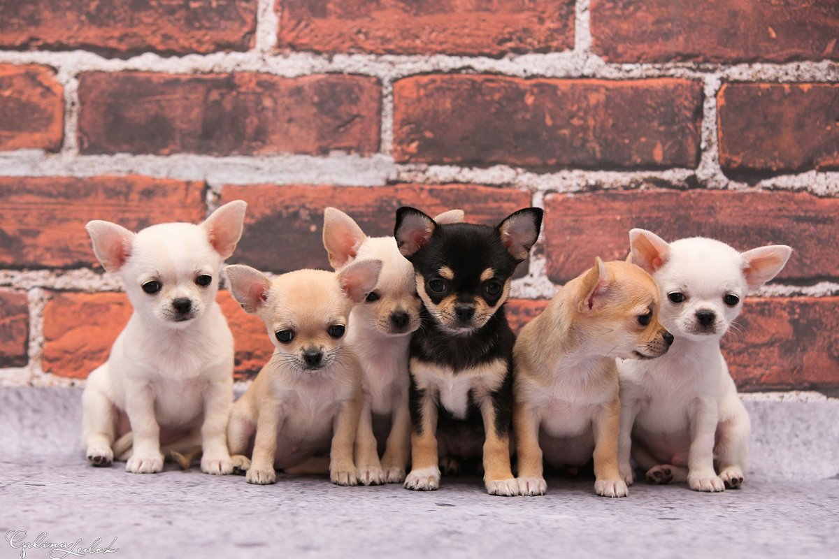 Грустная чихуахуа