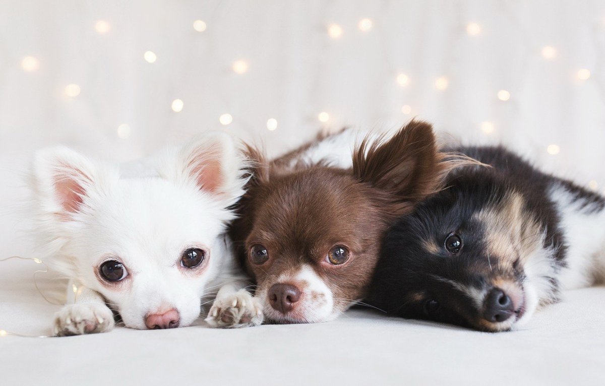 Чихуахуа Хуа пушистая