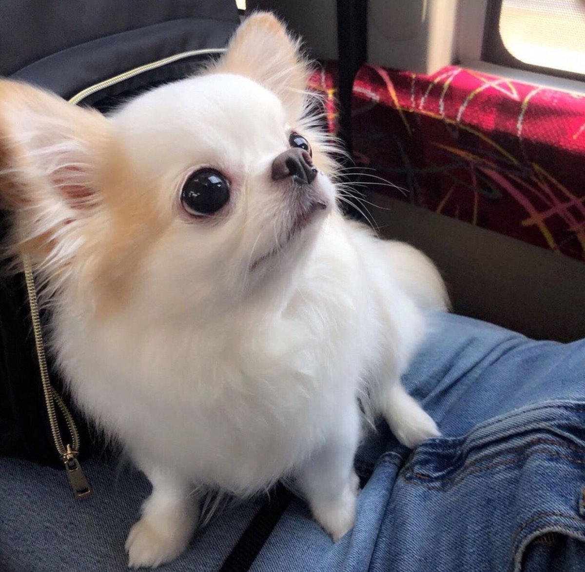 Порода собак чихуахуа чихуахуа