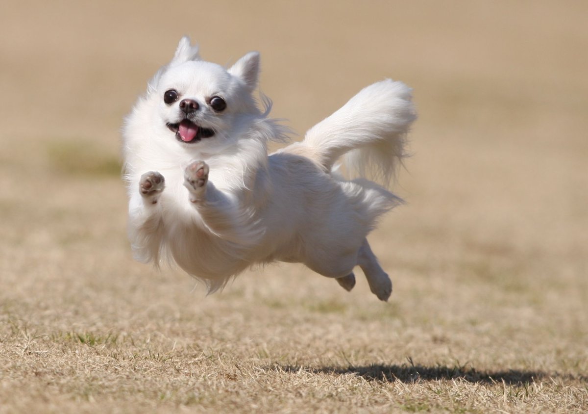 Маленький милый щенок