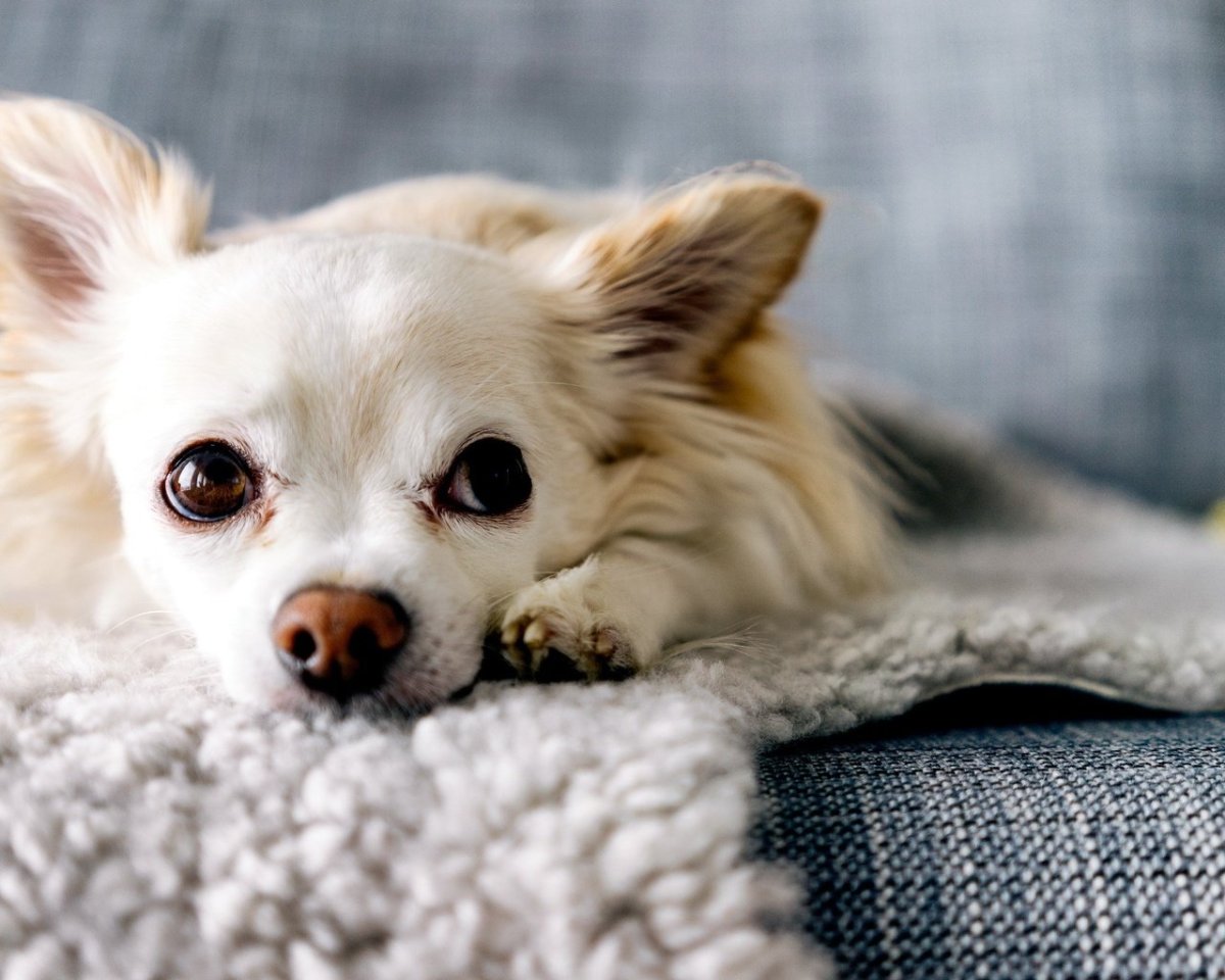 Мексиканский чихуахуа длинношерстный