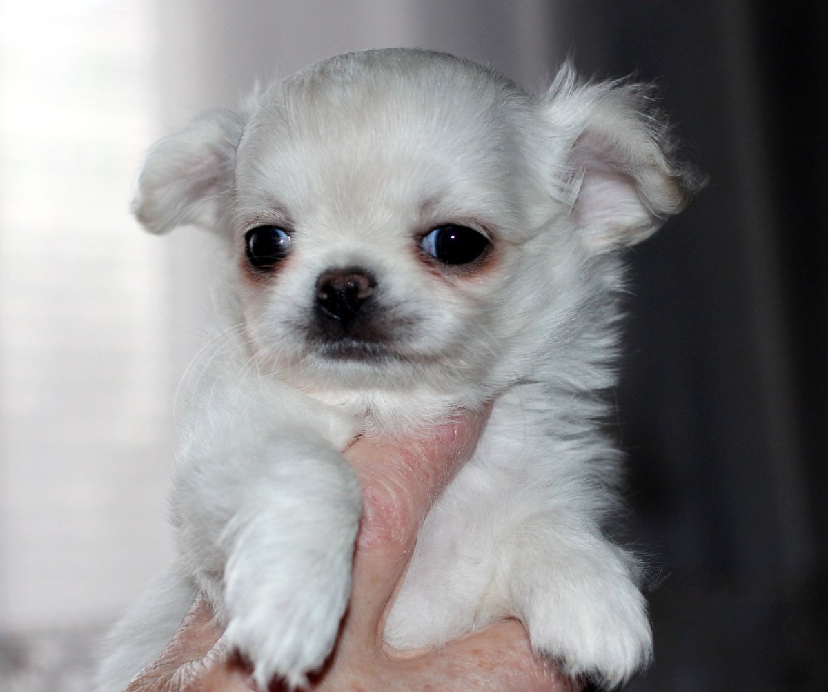 Чихуахуа щенок 1,5 мес 15000