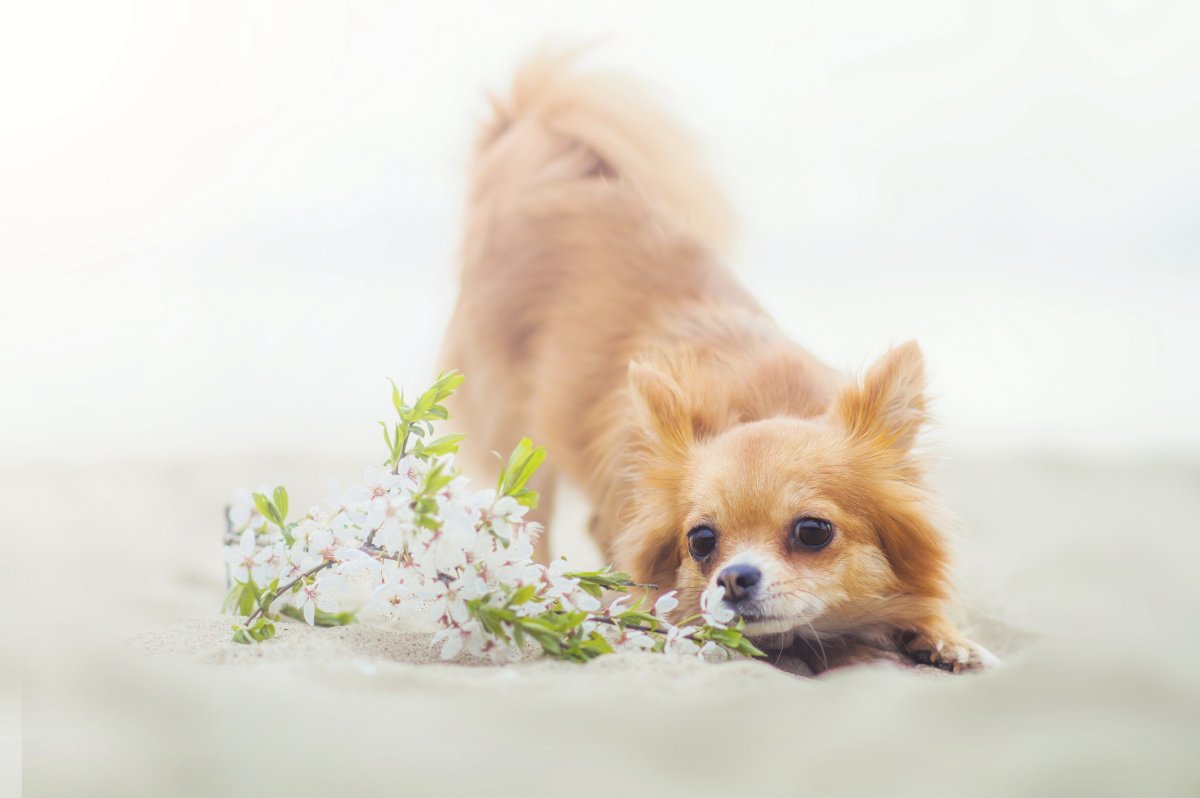 Чихуахуа Чивава