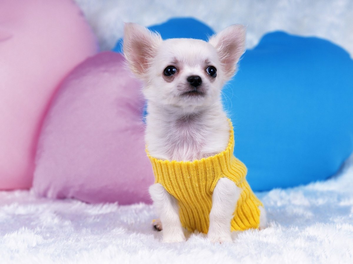 Чихуа осень