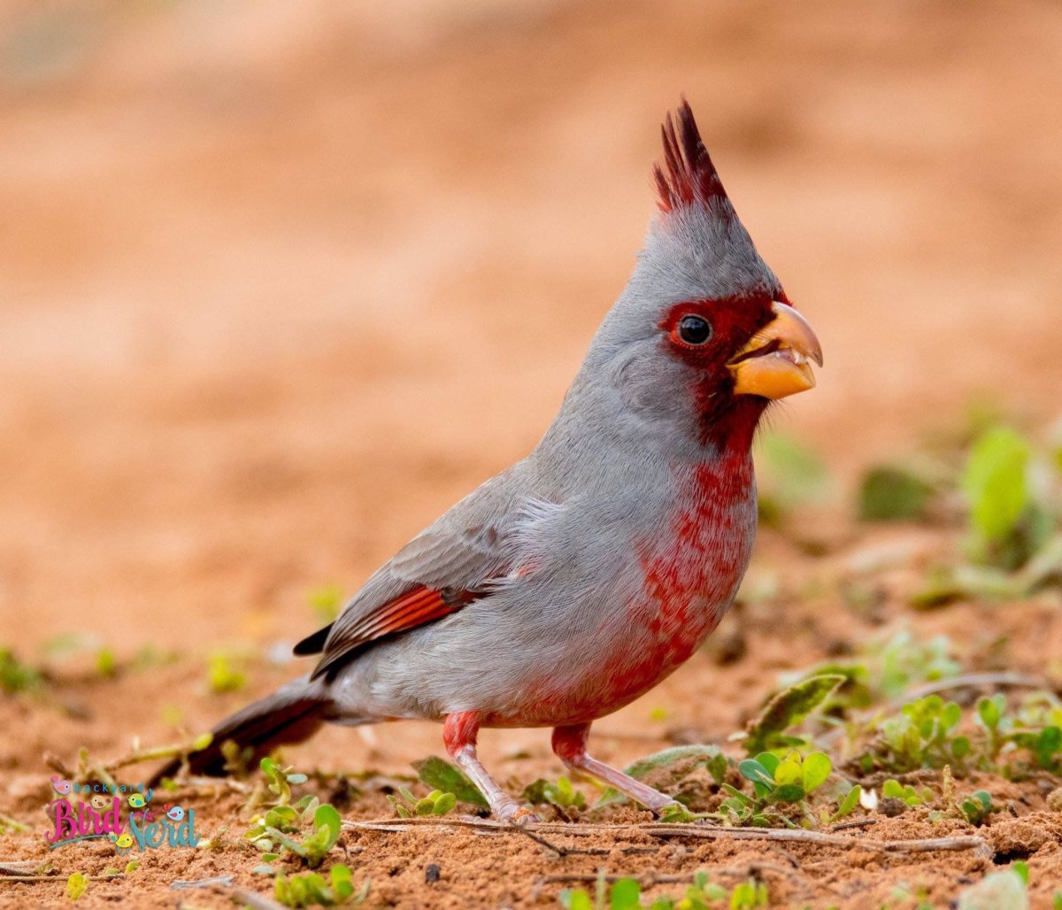 Пустынный Кардинал птица