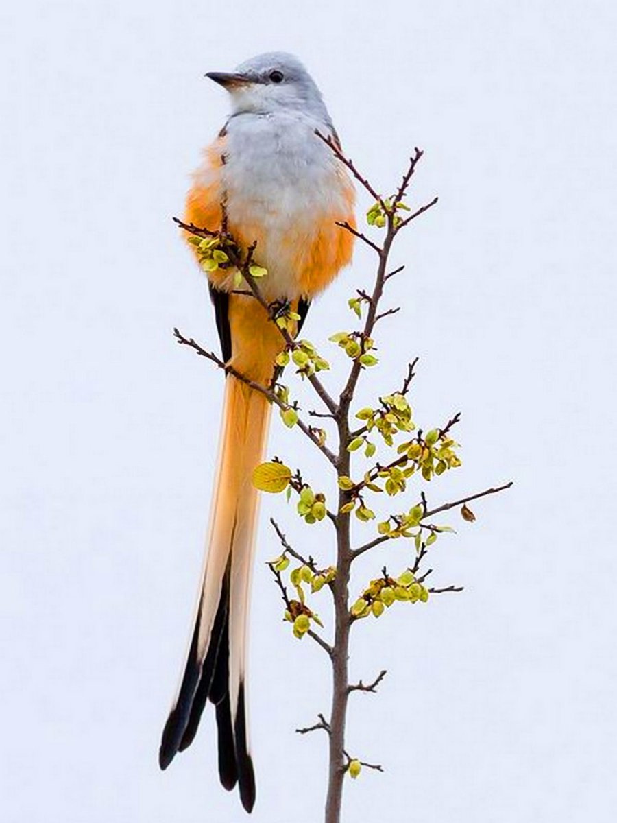 Длиннохвостый Королевский тиранн
