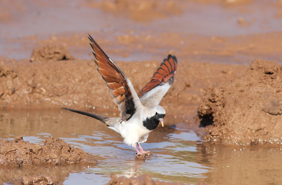 Страус в саванне