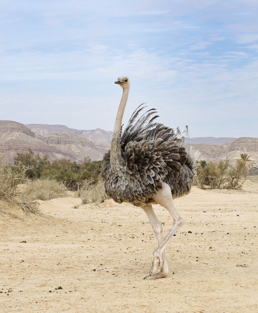 Птицы пустынь и полупустынь России