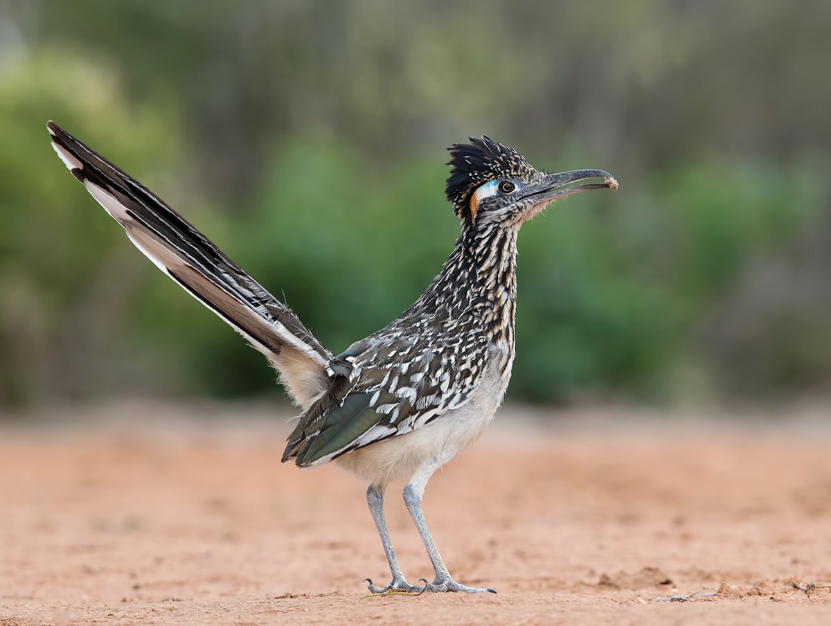 Сорокопут птица