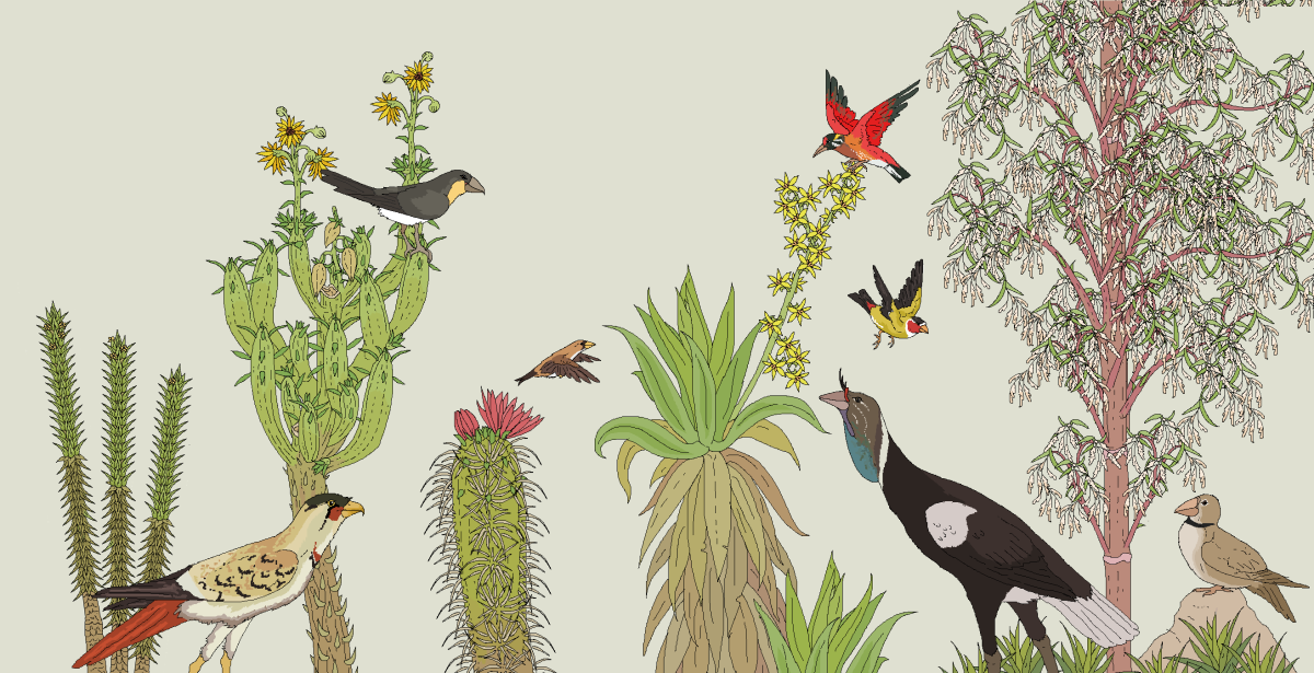 Птицы на рассвете