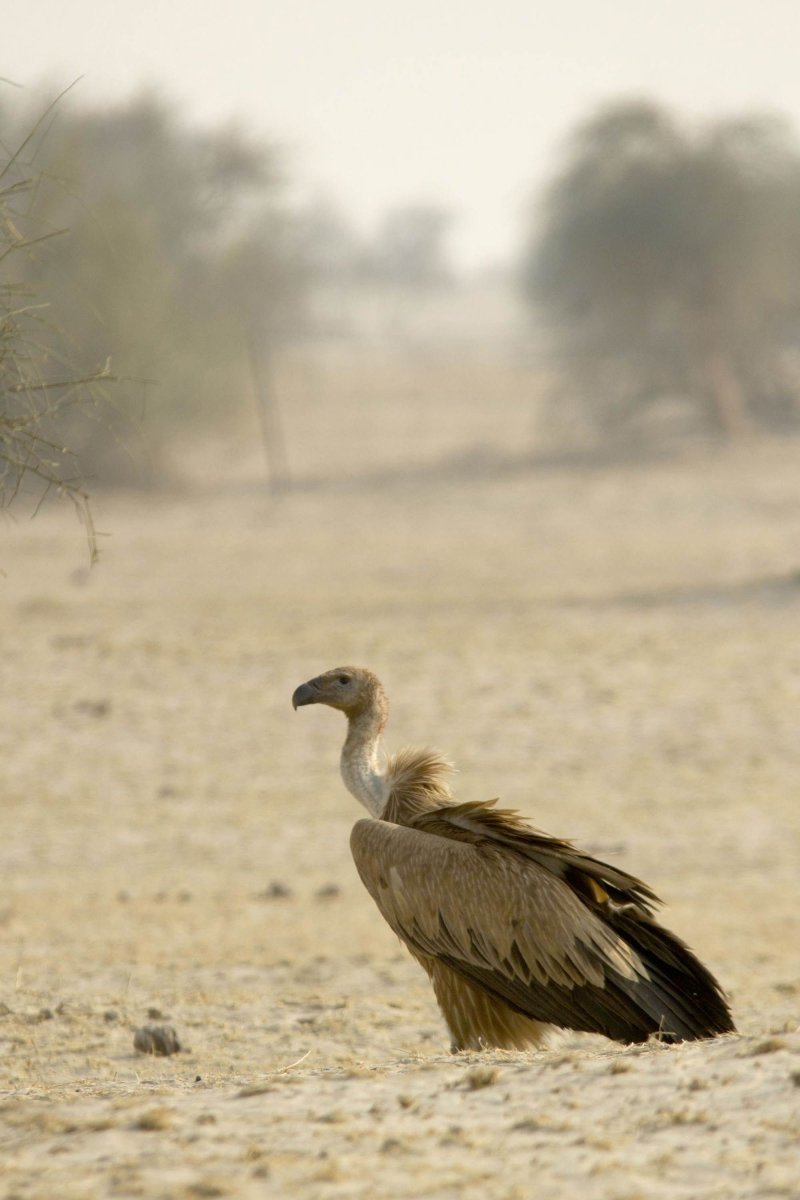 Стервятники в Африке